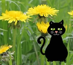 Marley the cat in a dandelion field