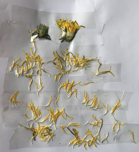 A dissection of a dandelion laid out on paper and sellotaped to the paper
