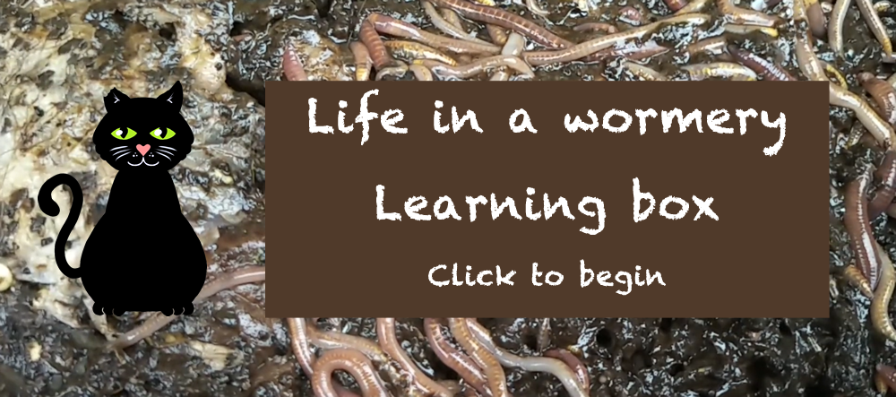 Life in a wormery Learning box - click to begin