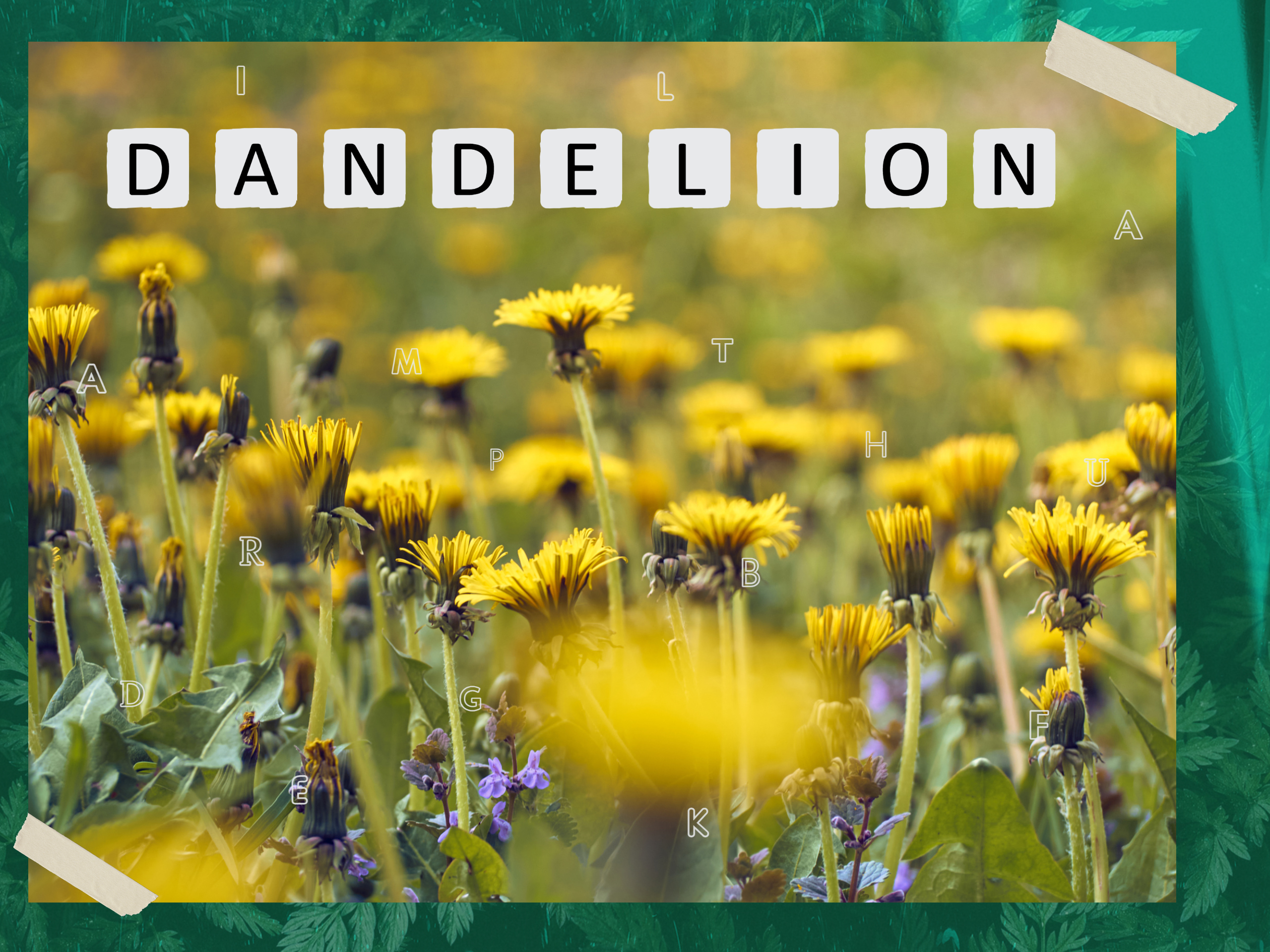 Photograph of dandelions with the word 'DANDELION'.